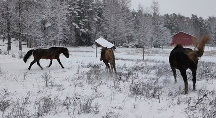 Kohtaamispaikkana hevostalli - Kaakkois-Suomen tapahtumat